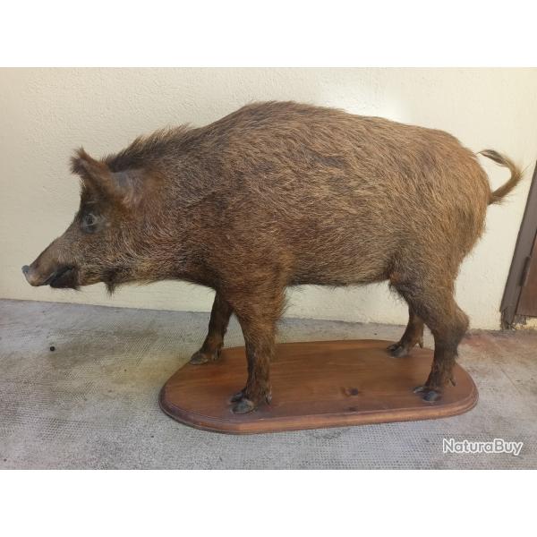 Sanglier taxidermie