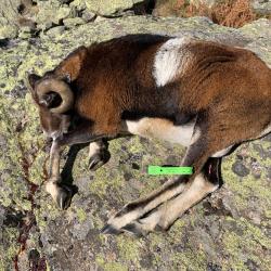 Chasse journ&eacute;e ou WE mouflon atypiqueHaute Ari&egrave;ge Pyr&eacute;n&eacute;es massif de Tabe 400 &agrave; 1000 � guide 250 �