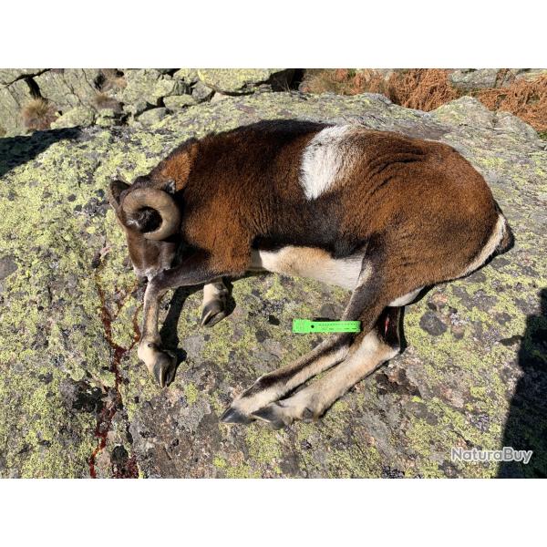 Chasse journ�e ou WE mouflon atypiqueHaute Ari�ge Pyr�n�es massif de Tabe 400 � 1000 � guide 250 �