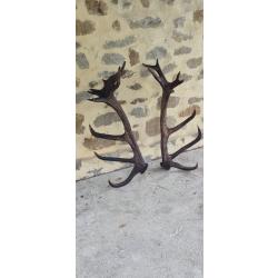 &Eacute;norme paire de mues de cerf 24  cors