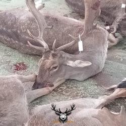 S&eacute;jour Monter&iacute;a en Espagne - C&aacute;ceres - 3 jours de chasse / 4 nuits - 30 chasseurs