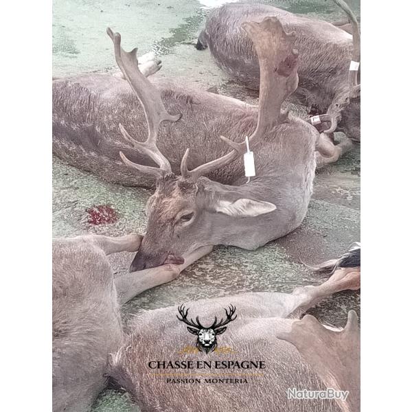 S�jour Monter�a en Espagne - C�ceres - 3 jours de chasse / 4 nuits - 30 chasseurs