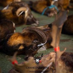 S&eacute;jour Monter&iacute;a en Espagne - C&aacute;ceres - 23/24/25 octobre 2026 - 3 jours de chasse / 4 nuits