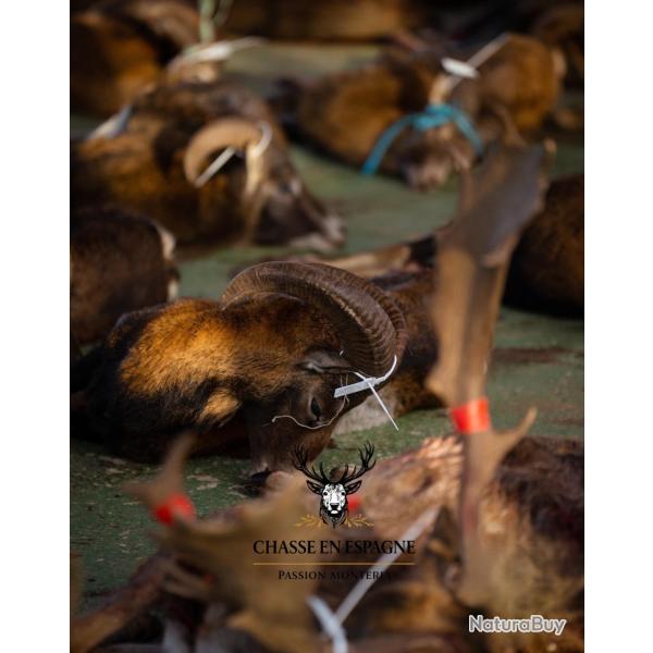 S�jour Monter�a en Espagne - C�ceres - 23/24/25 octobre 2026 - 3 jours de chasse / 4 nuits