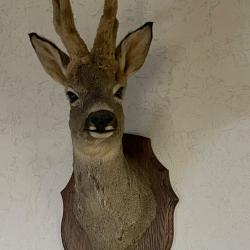 Troph&eacute;e de chevreuil ( brocard) naturalis&eacute; - t&ecirc;te sur plaque bois - d&eacute;co vintage