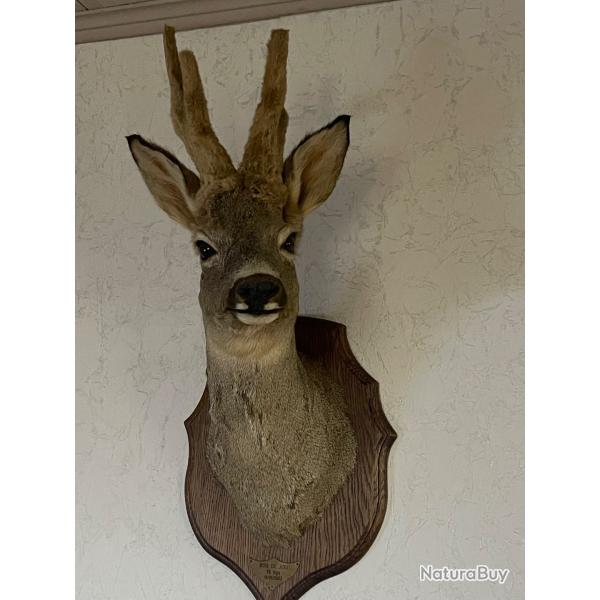 Troph�e de chevreuil ( brocard) naturalis� - t�te sur plaque bois - d�co vintage