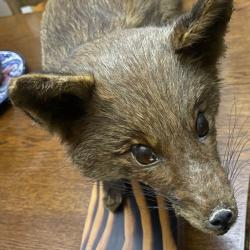 Renard naturalis&eacute; sur socle bois - d&eacute;co vintage