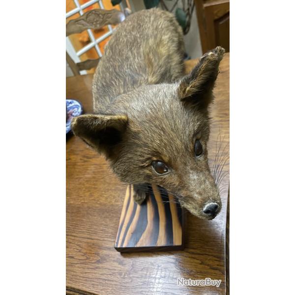 Renard naturalis� sur socle bois - d�co vintage