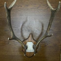 Bois de cerf / grand cervid&eacute; mont&eacute;s sur plaque (troph&eacute;e de chasse)