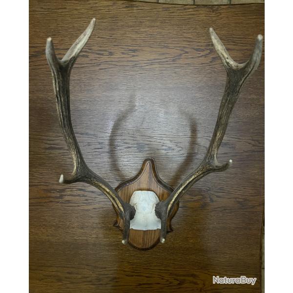 Bois de cerf / grand cervid� mont�s sur plaque (troph�e de chasse)