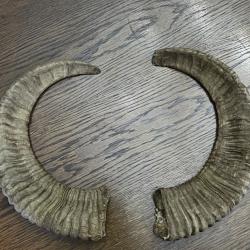 Cornes de mouflon / b&eacute;lier - d&eacute;coration nature / chasse