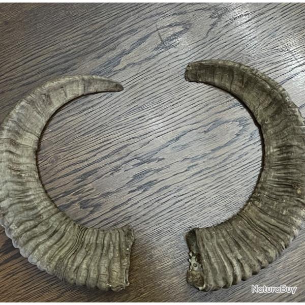 Cornes de mouflon / b�lier - d�coration nature / chasse