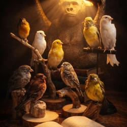 Oiseaux naturalis&eacute;s sur socle bois - cabinet de curiosit&eacute;s - pi&egrave;ces au choix