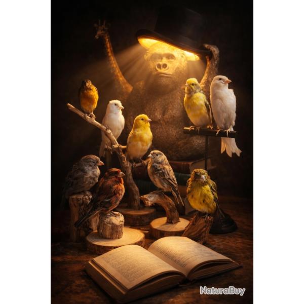 Oiseaux naturalis�s sur socle bois - cabinet de curiosit�s - pi�ces au choix