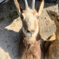 Troph&eacute;e de chasse