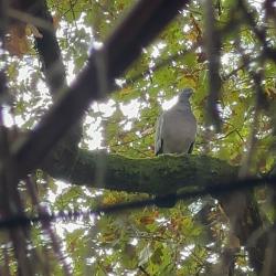 chasse &agrave; la palombe dans les landes de Gascogne