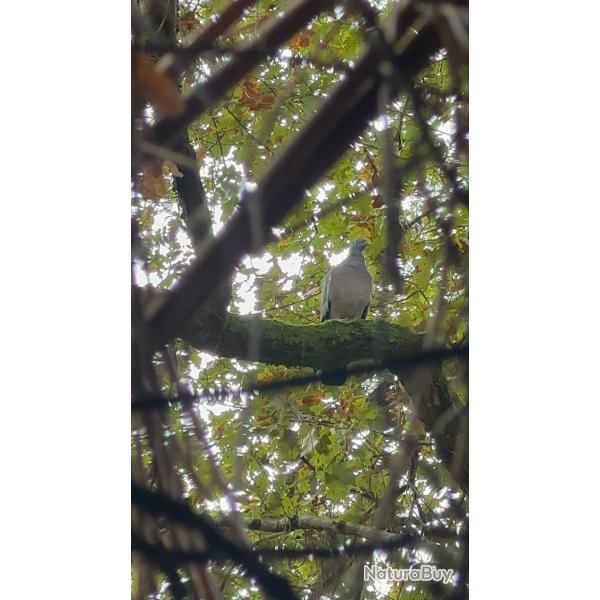 chasse � la palombe dans les landes de Gascogne