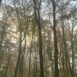 Chasse &agrave; Louer - Loiret/Cher - 114 Ha