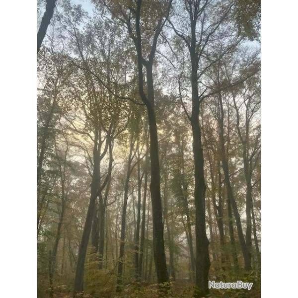 Chasse � Louer - Loiret/Cher - 114 Ha