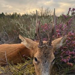 Chasse a l'approche au brocard dans les Landes de Gascogne