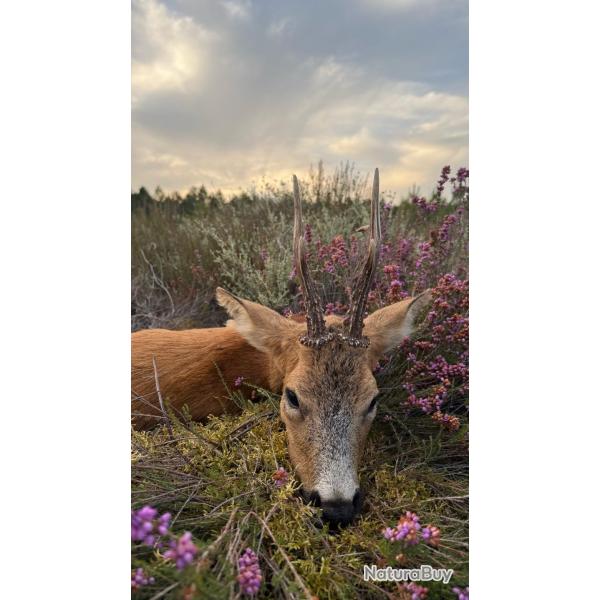 Chasse a l'approche au brocard dans les Landes de Gascogne