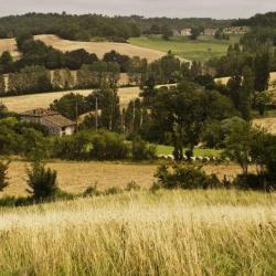 Chasse &agrave; l'approche au brocard dans le pays d'Albret
