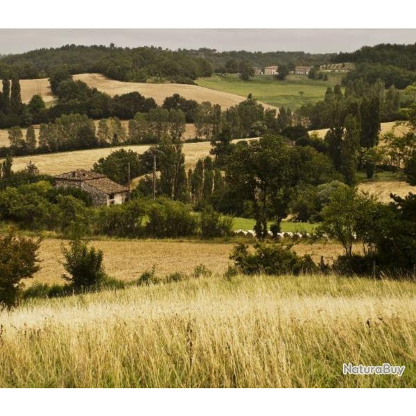 Chasse � l'approche au brocard dans le pays d'Albret