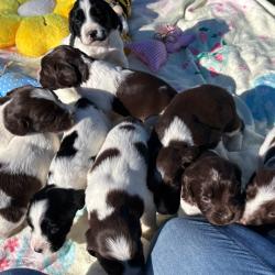 SPRINGER ANGLAIS Chiots