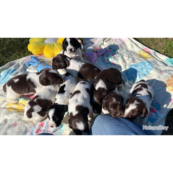 SPRINGER ANGLAIS Chiots