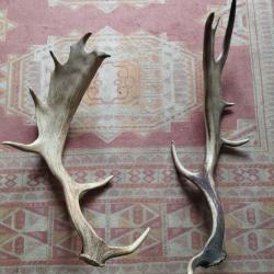 2 BOIS MUES DE DAIM 63/65CM CHASSE CERF