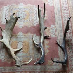 3 BOIS MUES DE DAIM 50/63/65CM CHASSE CERF