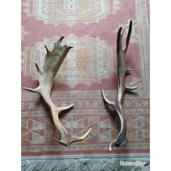 2 BOIS MUES DE DAIM 63/65CM CHASSE CERF