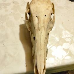 Cr&acirc;ne sanglier