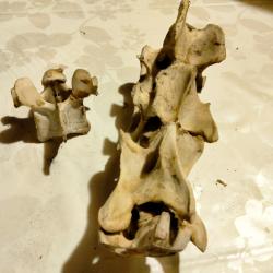 Vert&egrave;bre de cerf