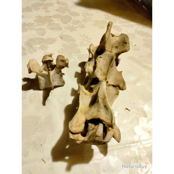 Vert�bre de cerf