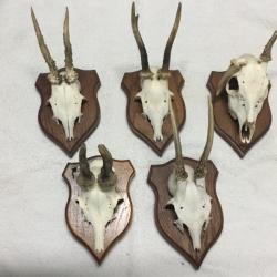 Lot de 5 troph&eacute;es massacre de chevreuils sur &eacute;cussons