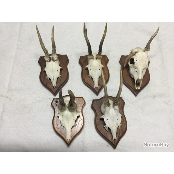Lot de 5 troph�es massacre de chevreuils sur �cussons