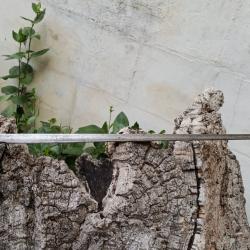 Ba&iuml;onnette ancienne de chasse