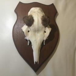 Troph&eacute;e chevreuil massacre sur &eacute;cusson