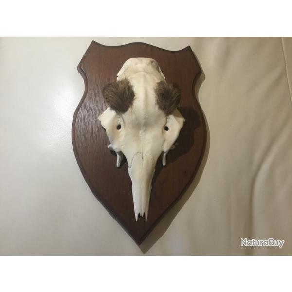 Troph�e chevreuil massacre sur �cusson