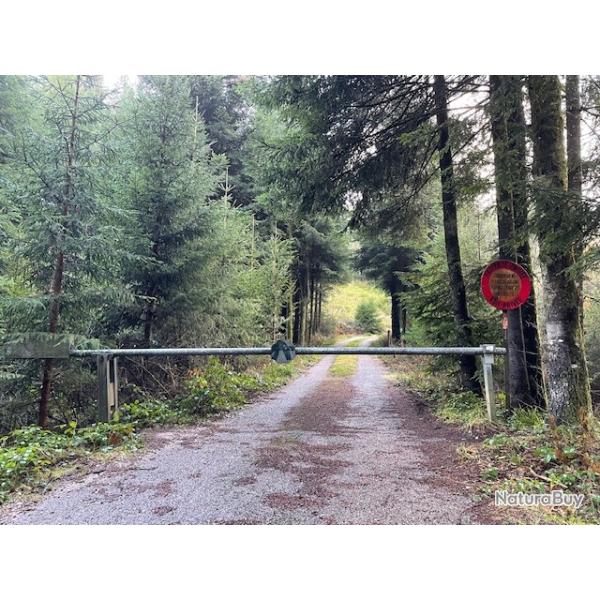 Action de chasse battue grand gibier