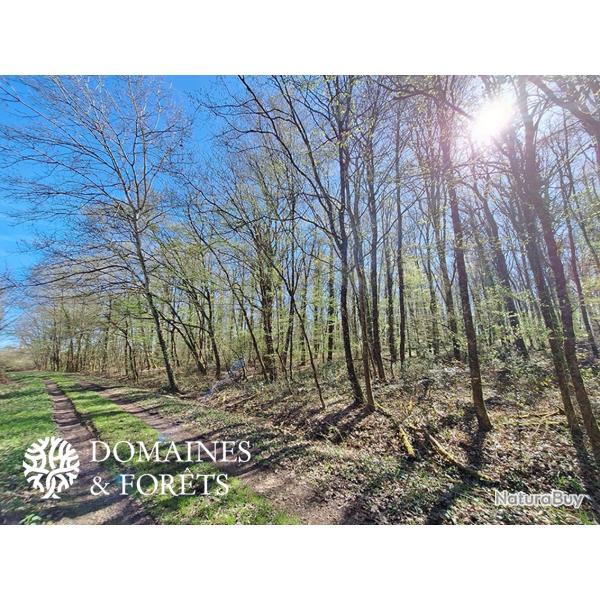 Parcelles de bois et de landes proche d'Amboise (37) d'environ 5 ha 84 DF-1171-A
