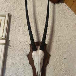 massacre d'ORYX Afrique du Sud avec cornes imposantes