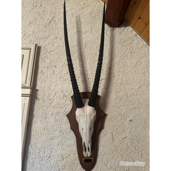 massacre d'ORYX Afrique du Sud avec cornes imposantes