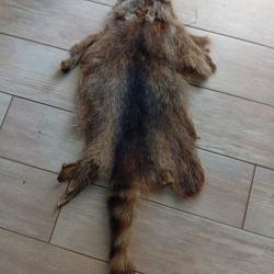Peau de raton laveur