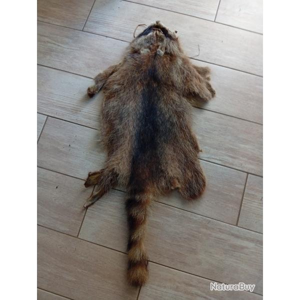 Peau de raton laveur