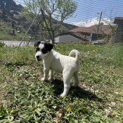 Chiot fox-terrier