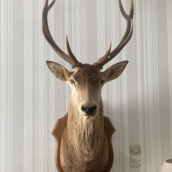troph&eacute; T&ecirc;te de cerf