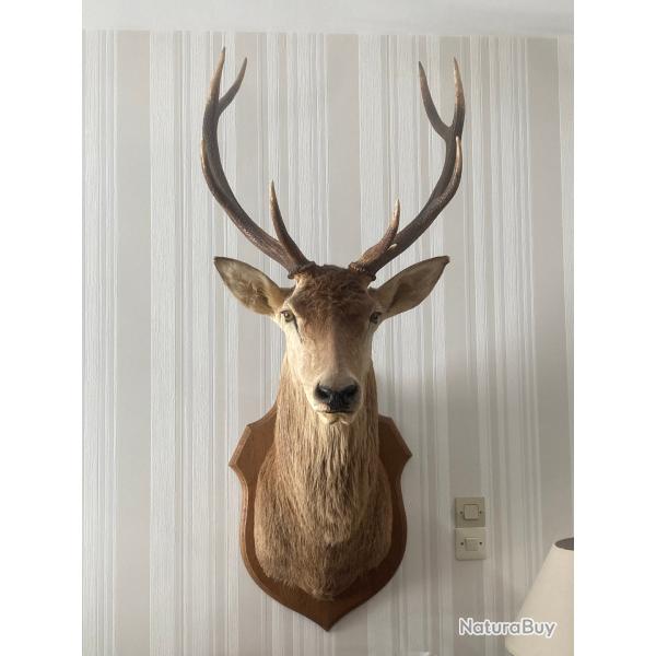 troph� T�te de cerf