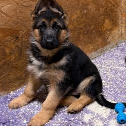Chiot berger allemand
